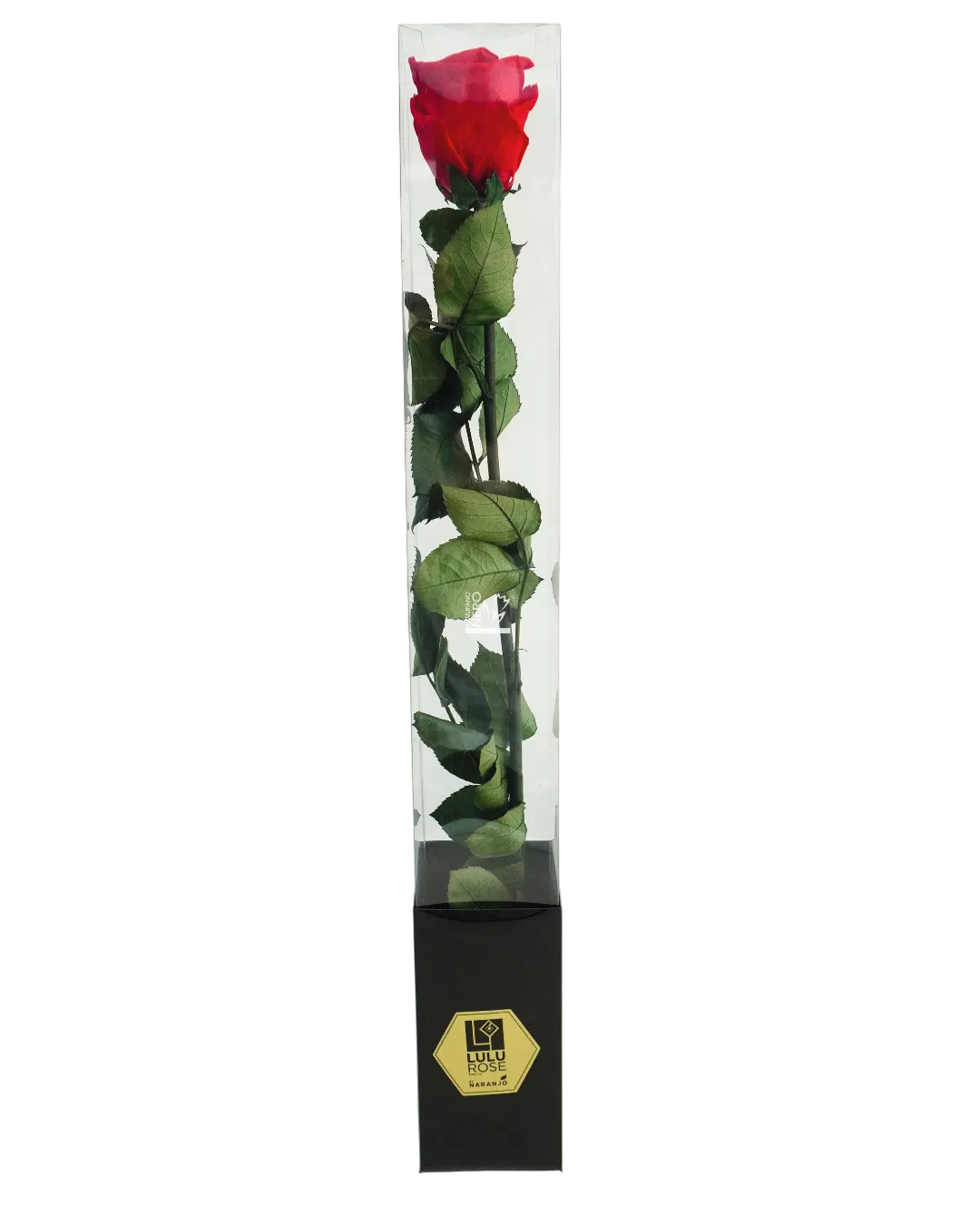 Rosa Rossa Stabilizzata