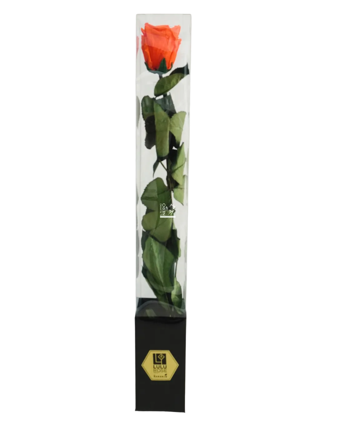 Rosa Arancione Stabilizzata