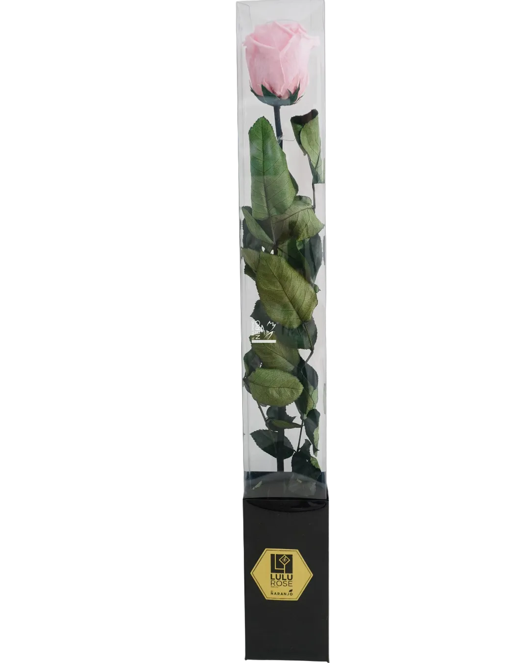 Rosa "Rosa" Stabilizzata
