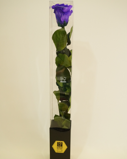 Rosa Viola Stabilizzata