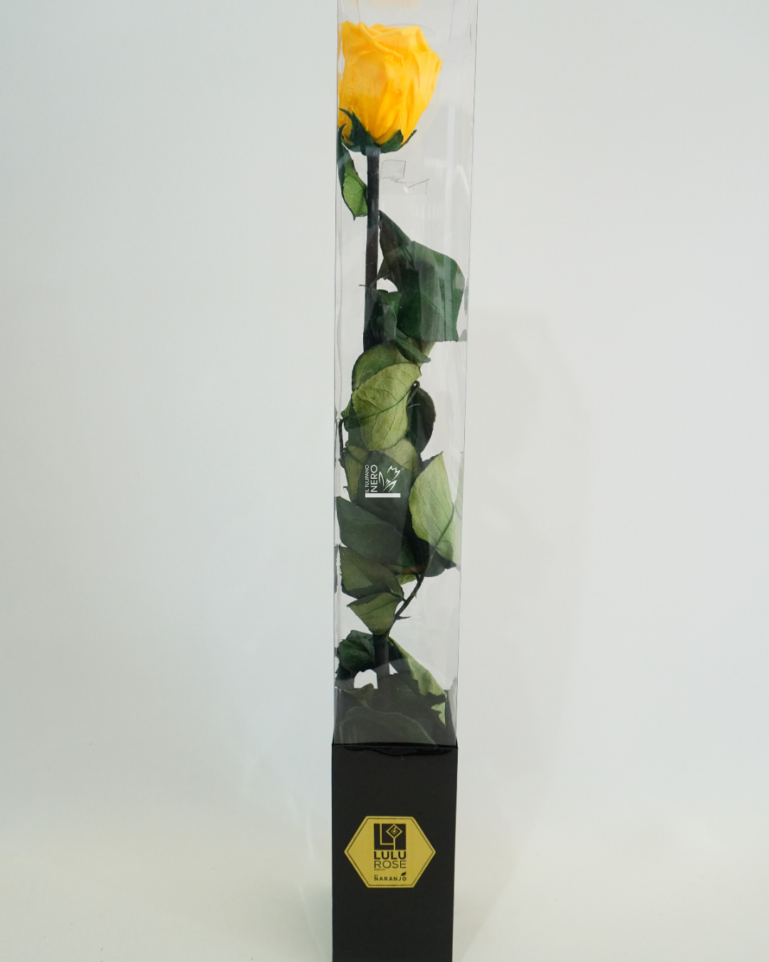 Rosa Gialla Stabilizzata