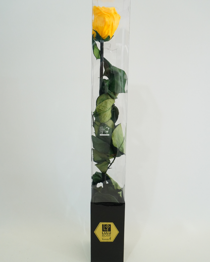 Rosa Gialla Stabilizzata