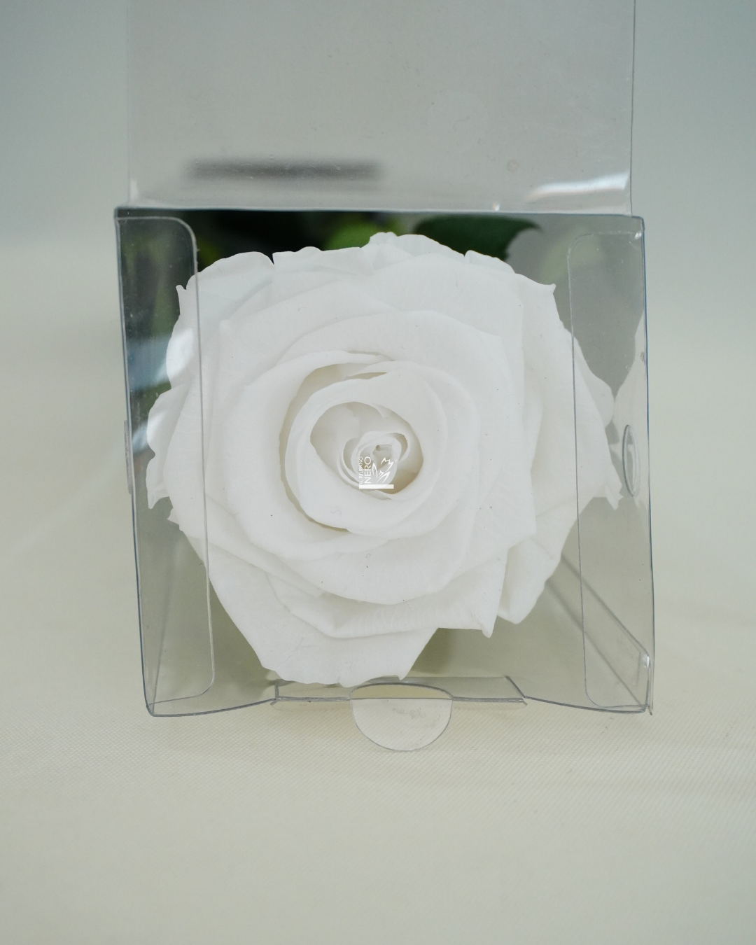 Rosa Bianca Stabilizzata