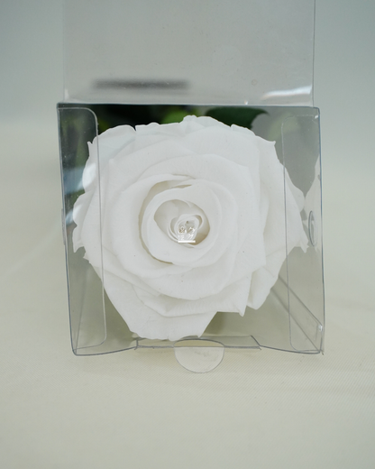 Rosa Bianca Stabilizzata