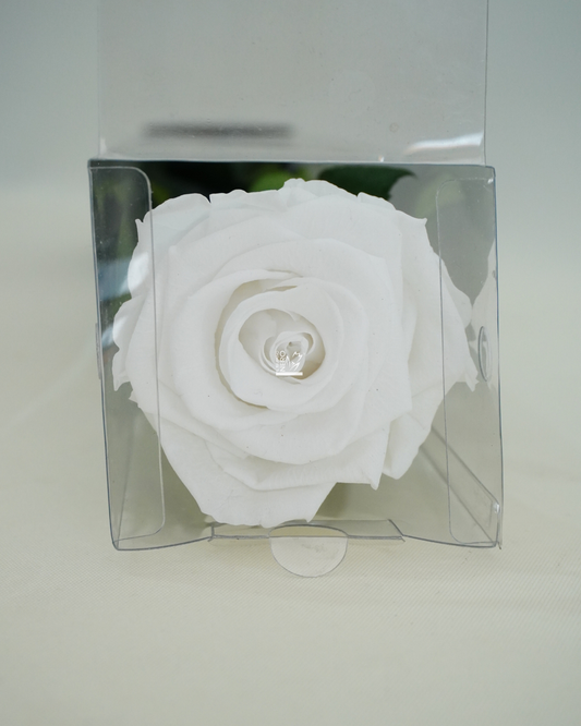 Rosa Bianca Stabilizzata