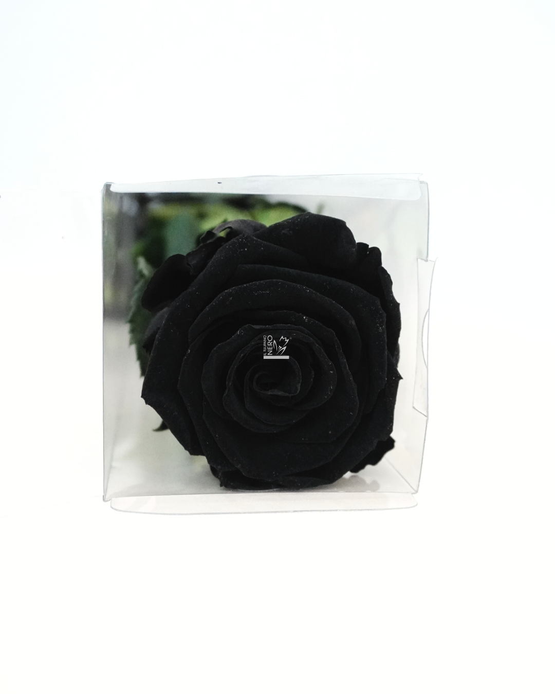 Rosa Nera Stabilizzata