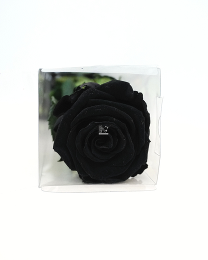 Rosa Nera Stabilizzata