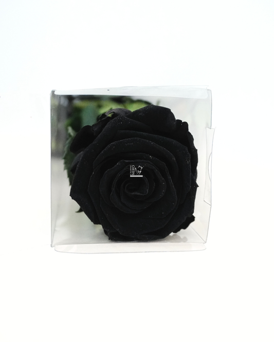 Rosa Nera Stabilizzata