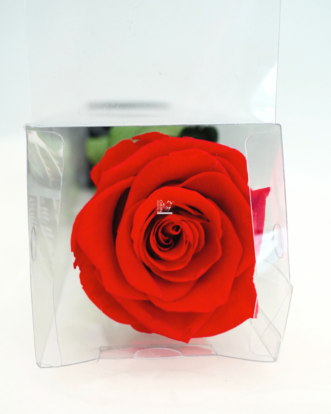 Rosa Rossa Stabilizzata