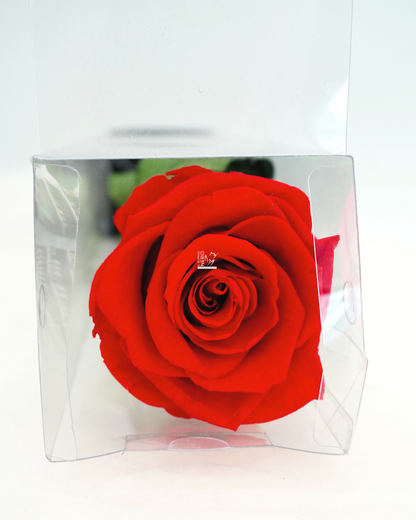 Rosa Rossa Stabilizzata