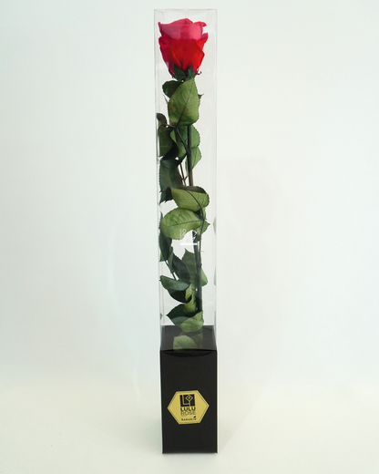 Rosa Rossa Stabilizzata