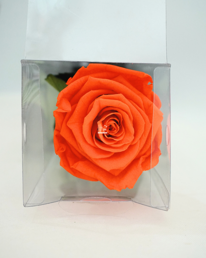 Rosa Arancione Stabilizzata