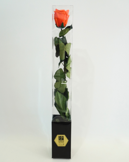 Rosa Arancione Stabilizzata