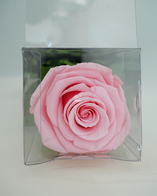 Rosa "Rosa" Stabilizzata