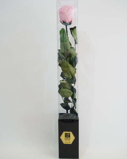 Rosa "Rosa" Stabilizzata