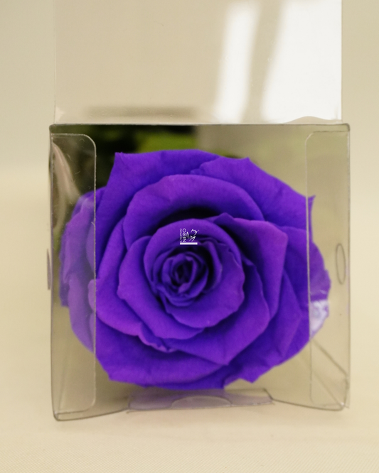 Rosa Viola Stabilizzata