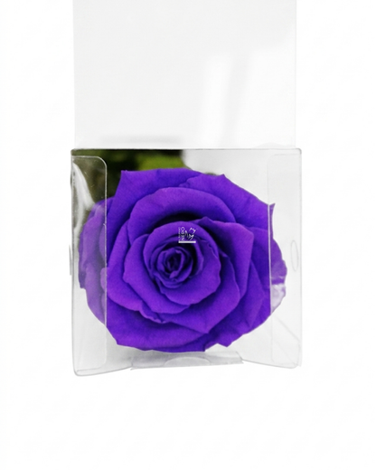 Rosa Viola Stabilizzata