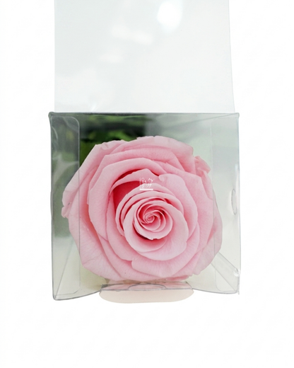 Rosa "Rosa" Stabilizzata