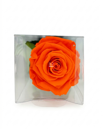 Rosa Arancione Stabilizzata
