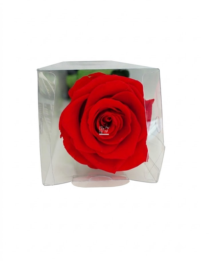 Rosa Rossa Stabilizzata