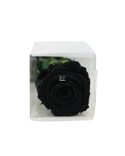 Rosa Nera Stabilizzata